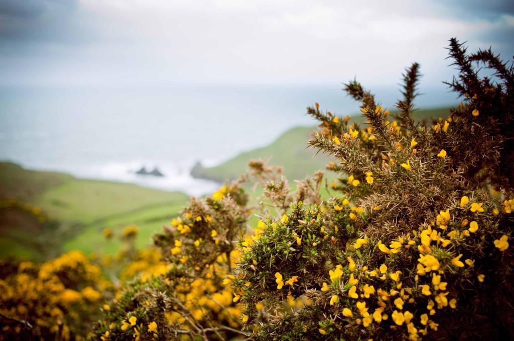 Soar Mill Cove Hotel Kingsbridge  Εξωτερικό φωτογραφία